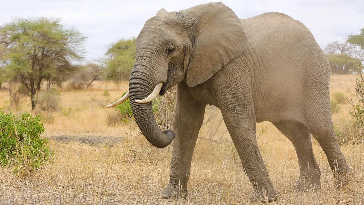 Tarangire National Park