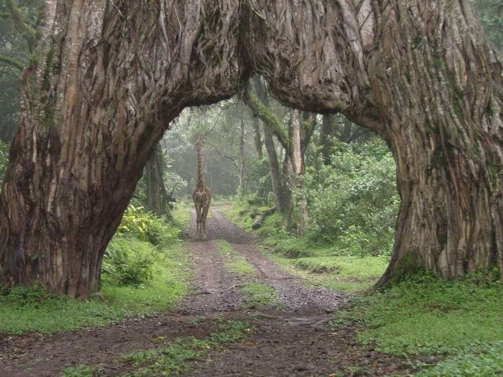 Arusha National Park