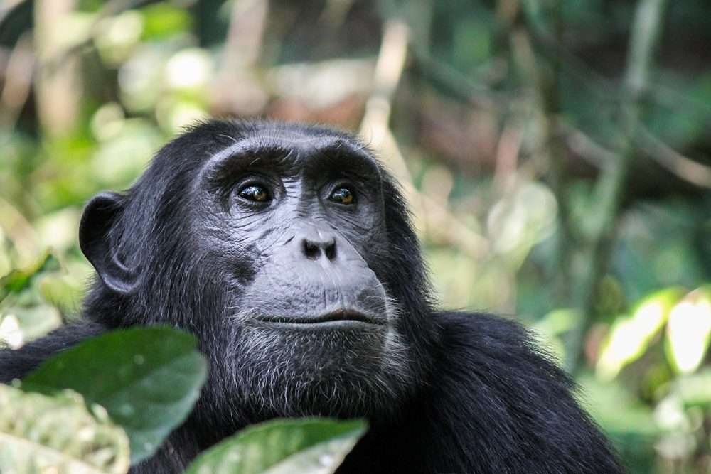 Gombe National Park