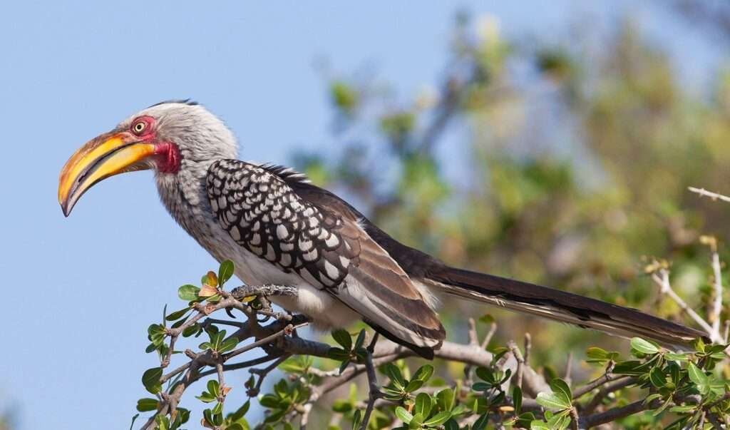 Mikumi National Park