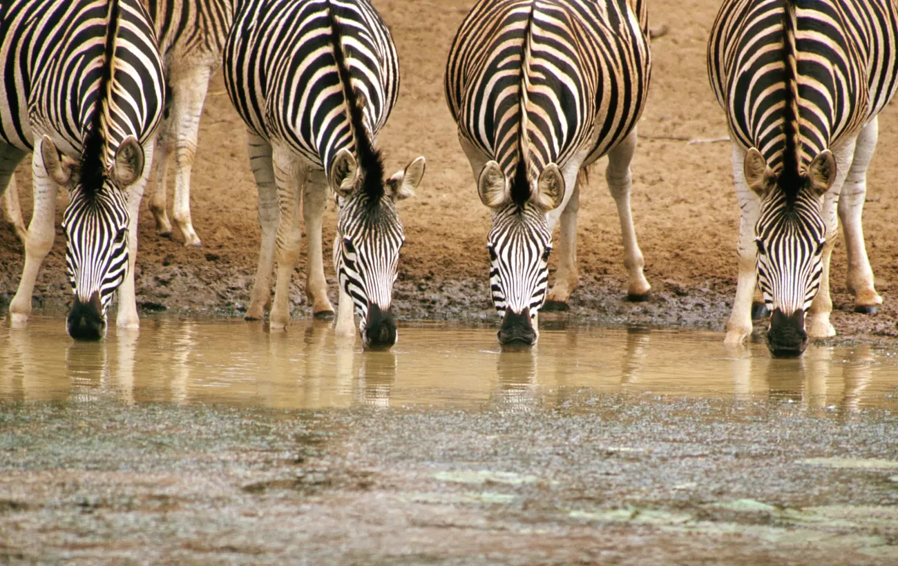 Ngorongoro Crater