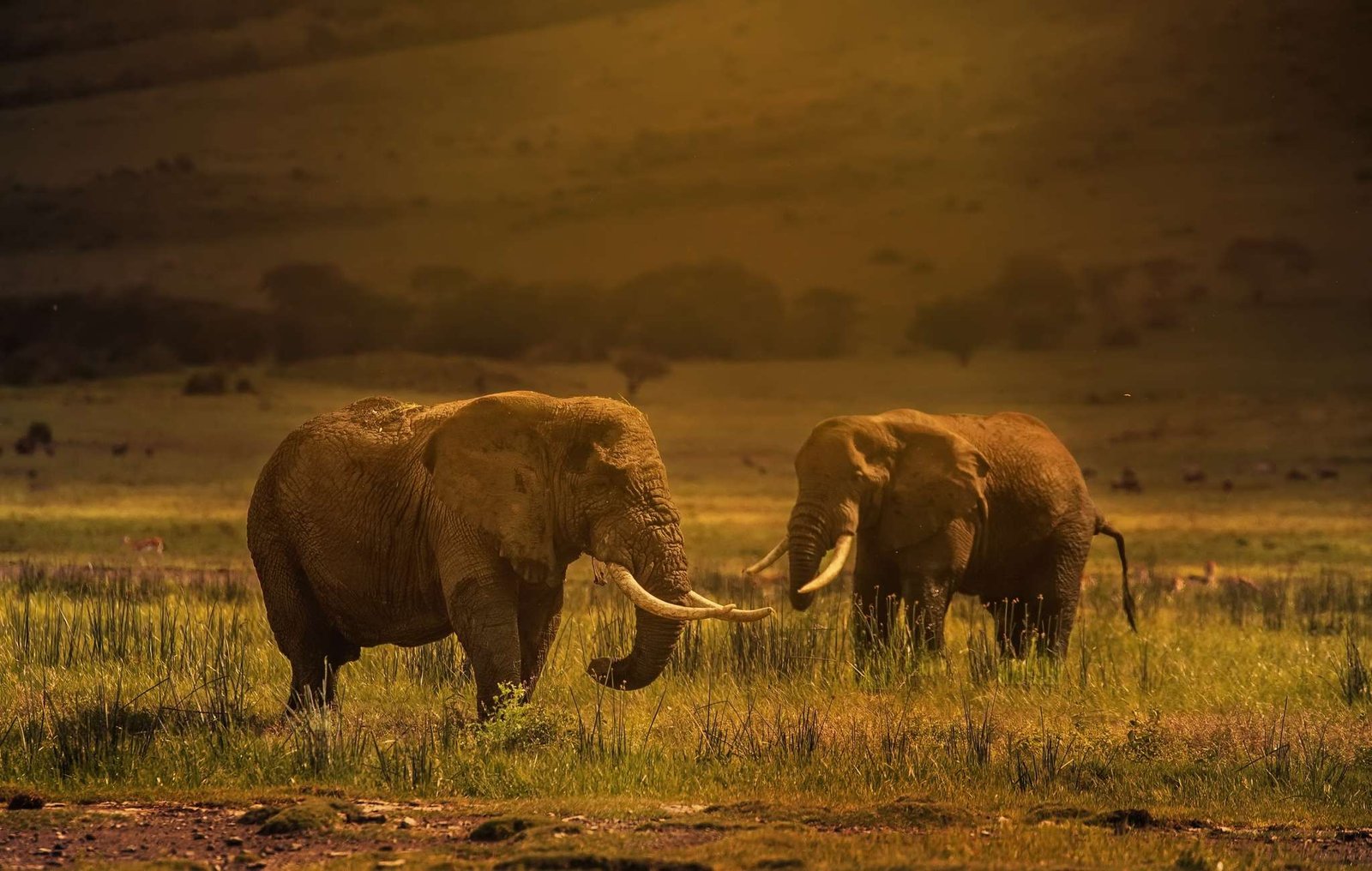 Ngorongoro Conservation Area