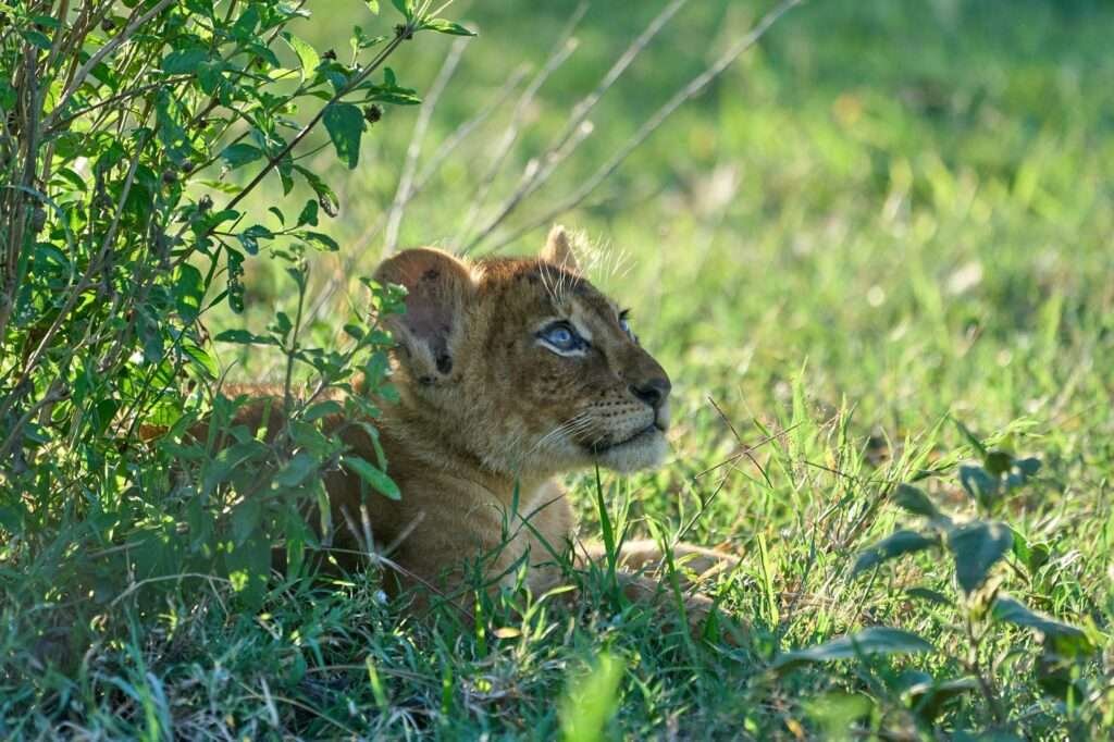 Ngorongoro Crater