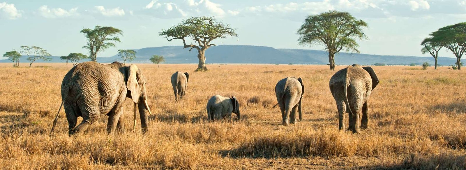 Serengeti National Park Full Day