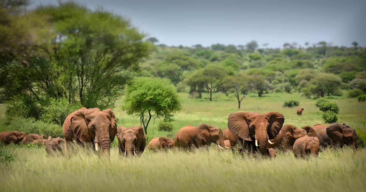 Serengeti to Ngorongoro