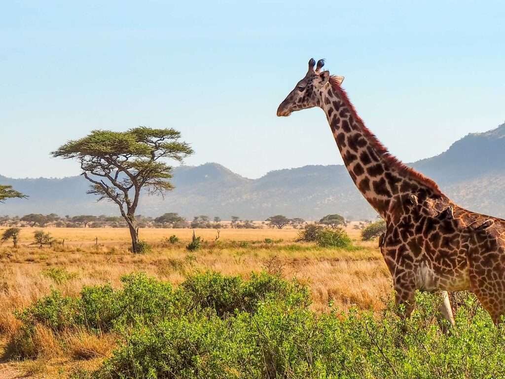 Tanzania and Zanzibar Safari Adventure