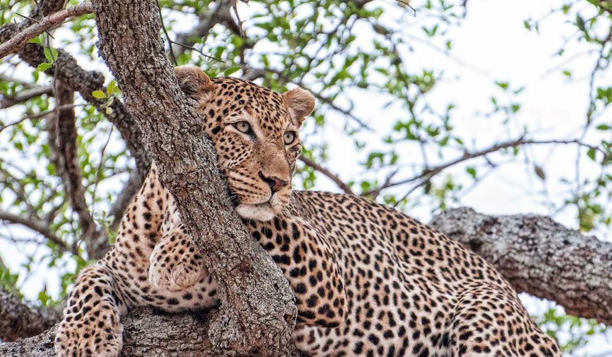 Tarangire National Park