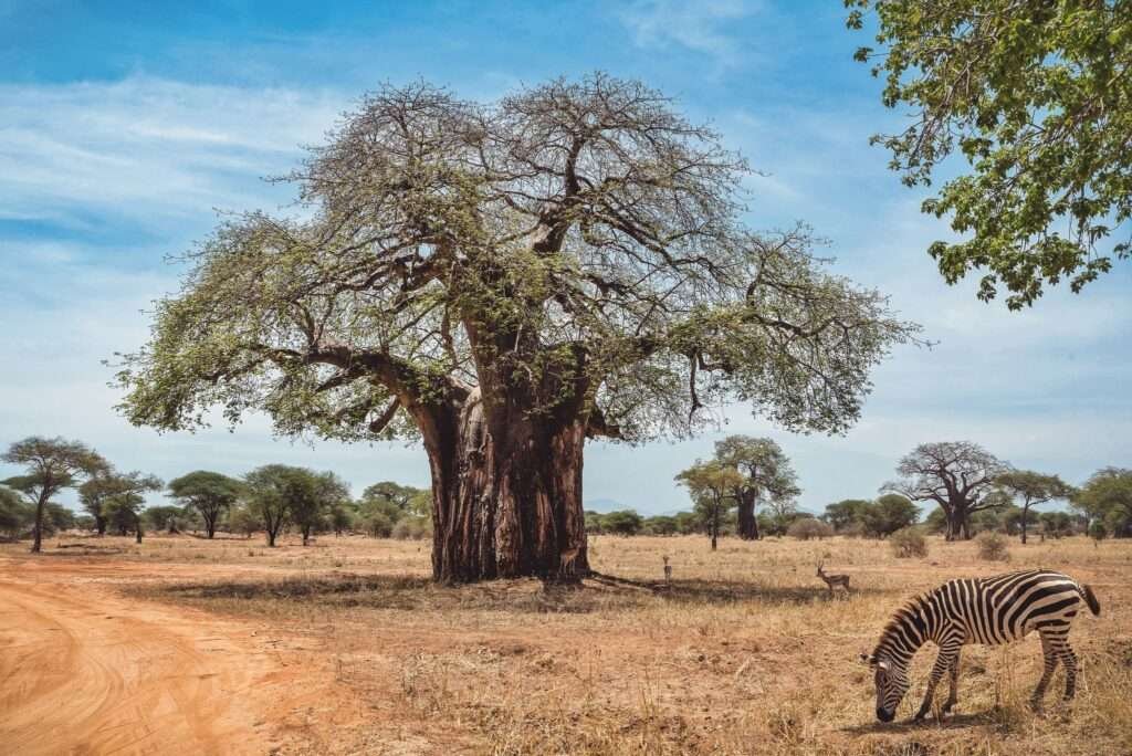 Tarangire national park